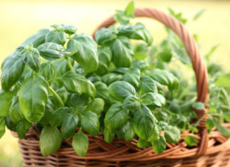 Basilico 765 0 016 Basilico_ok